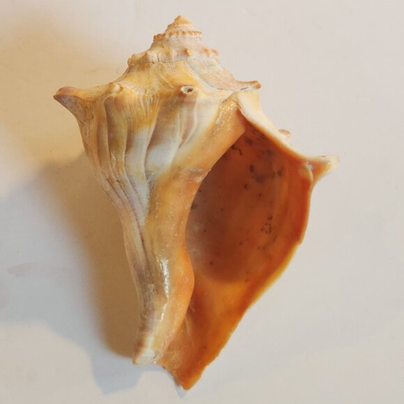 Natural Horse Conch Sea Shell White Tone 4.7" Beach Home Decor - Set of 2 - Picture 2 of 8